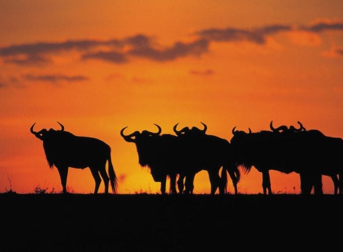 The Great Kenya Safari