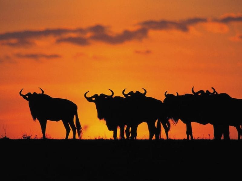 The Great Kenya Safari